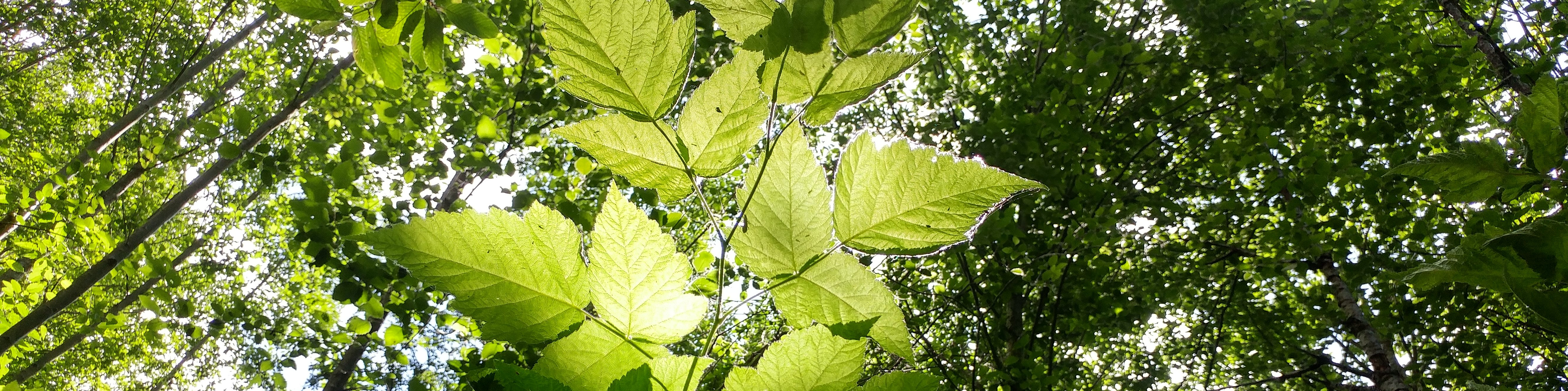 The Healing Wind Therapy